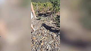 Parthouze in the Var Vineyards