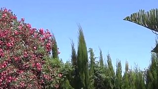 Brunette babe and blonde milf suck hard wang outdoors