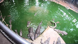 Crocodiles munching and making his amateur Thai GF cum hard