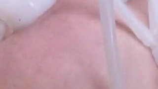 Fat cow has teats hooked up to milking machine