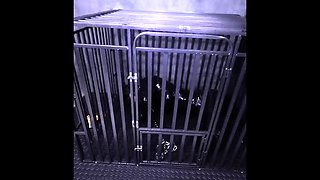 Chinese bondage - puppy was bound in cage