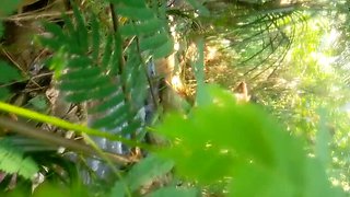 Shani Wal Outdoor Fuck with Sri Lankan Couple in Jungle