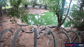 Crocodile feeding and twat pleasing