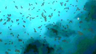 Sheela Sinner Long Nails Oiled Body Tickling Bondage on the Rack Part 2