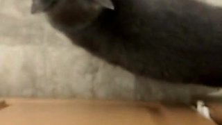 Pulled amateurs close up car sex