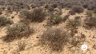 Outdoor Toys, Squirting, Blow Job and Pee in the Desert - Car Exhibitionist