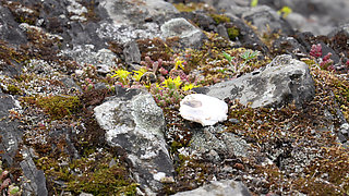 ✨ VLOG 19 // Solo a Oslo (porn vlog)