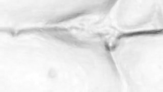 Another Sex and Creampie, Cumshot Compilation. Pencil