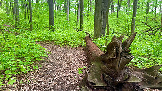 A Nature Walk and Facial In The Woods