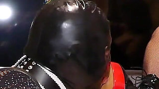 Stella's Cat Training