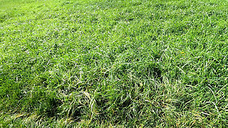 In the Field Her Naked Breasts Beaten