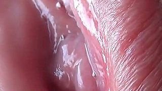 Close-up of a Plump Pussy