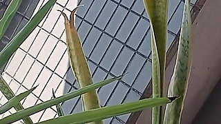 Peeing on a Potted Plant