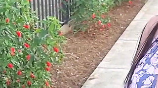 Pregnant Woman Has Quick Sex with Her Neighbor on the Stairs of Her Building - Savannah Watson