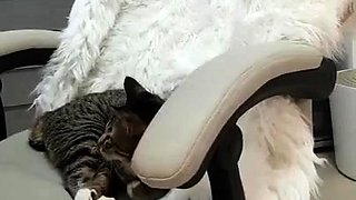 은근 남자들 놀려먹는 귀요미 korean porn vip