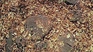 Land legi kya koi ladki mera apni chut me 🍑