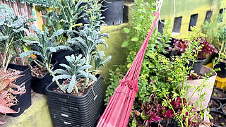 Naked in the Garden: Private Patio Tease, Pee for Plant