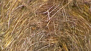 Vintage Jenna Red Sucks and Rides Hard Cocks