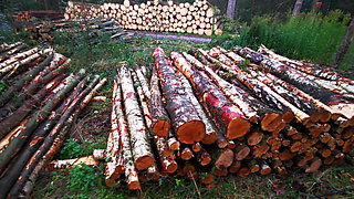 Red Tits on Timberplace