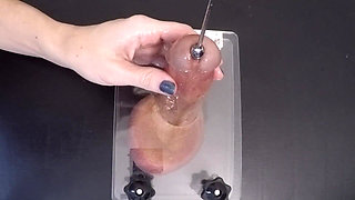 Clearing the Urethra Results in Copious Sperm Flow