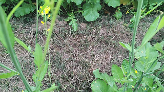 Apni madam ki chaddi se land katwaya